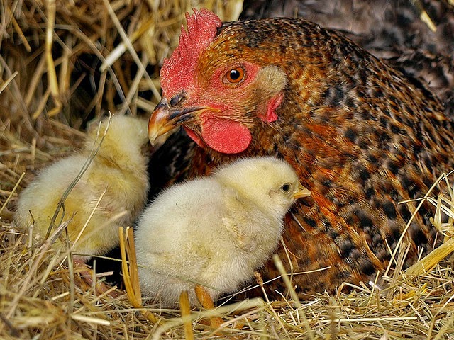 gallina y pollito