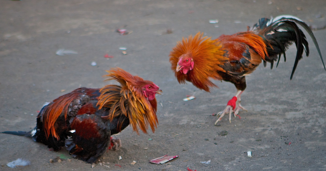 Mitología shipiba (parte 1): La guerra con los gallos
